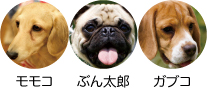 モモコ ぷん太郎 ガブコ